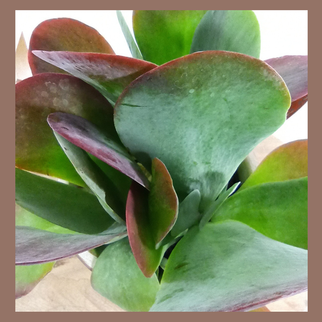 Kalanchoe thyrsiflora C1,2