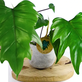 Filodendron Mayoi Philodendron C1,2