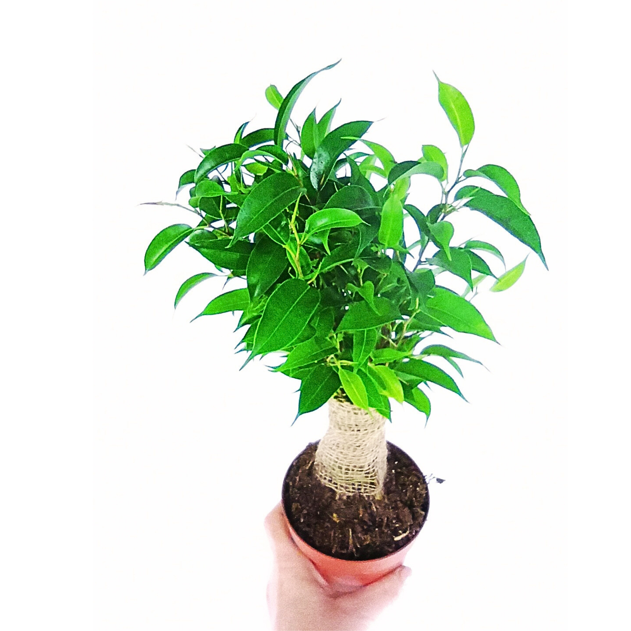 Fikus benjamina Ficus Benjamin C1,2