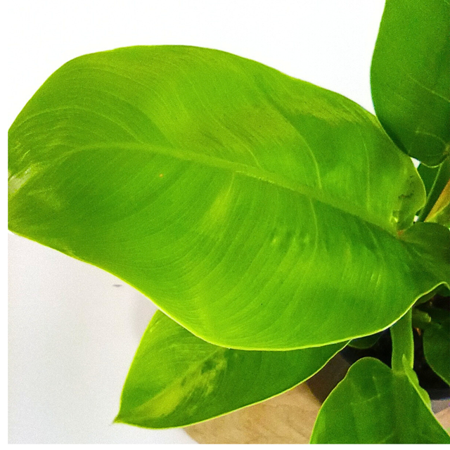 Philodendron Moonlight C1,2