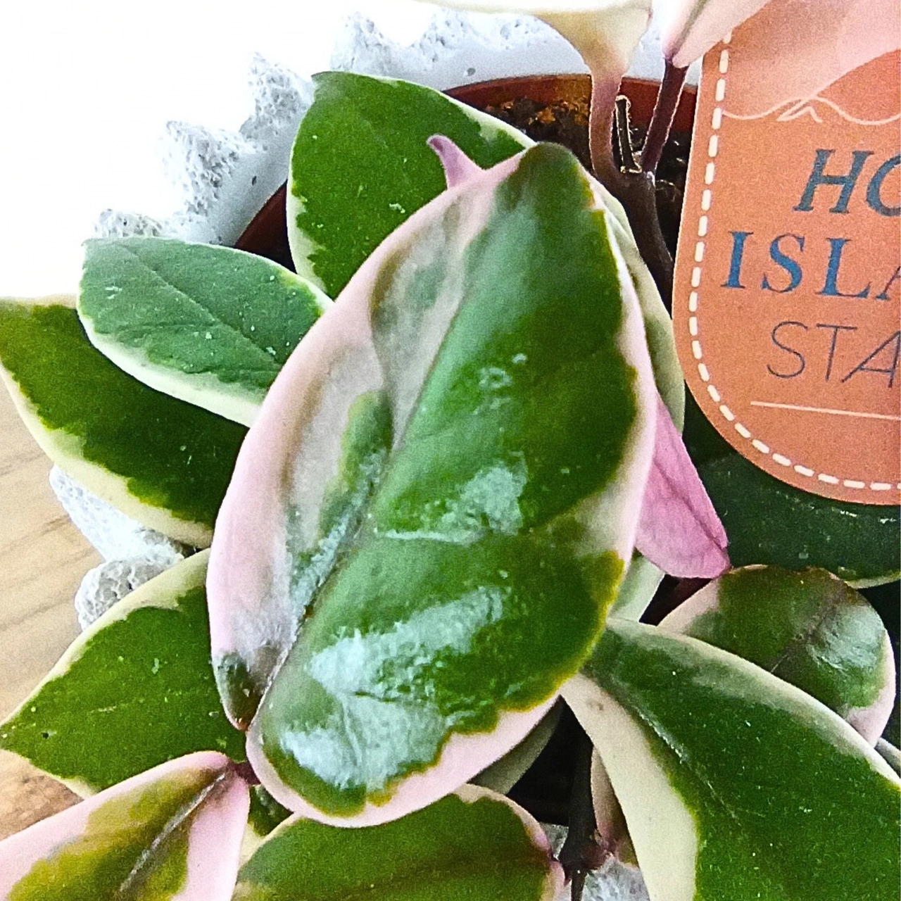 Aglaonema Peach Pearl C1,2