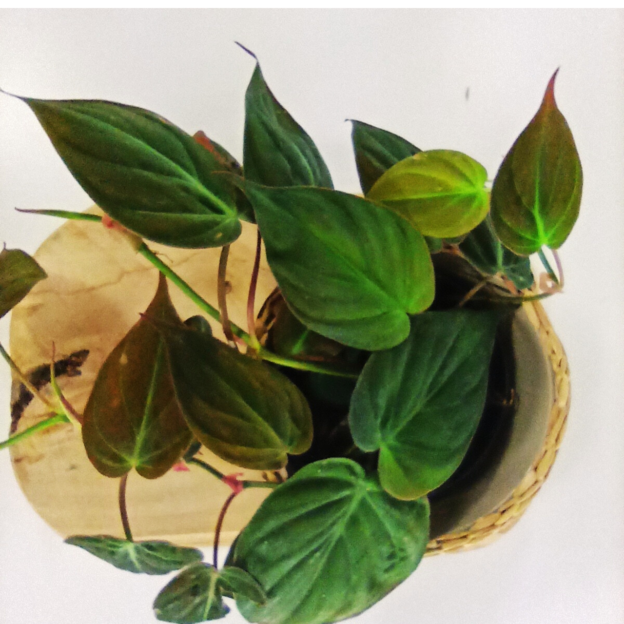 Filodendron Scandens Micans Philodendron C1,2
