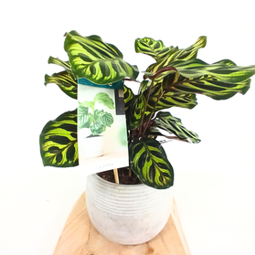 Kalatea Makoyana Calathea C1,2