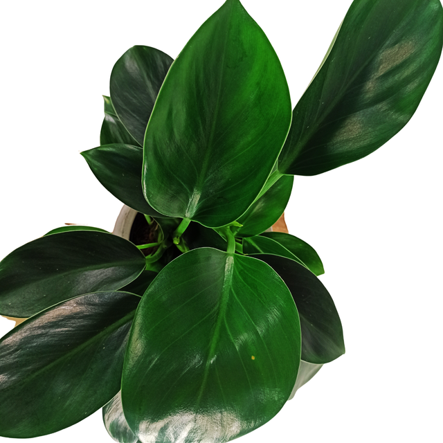 Filodendron Green Princess Philodendron C1,0