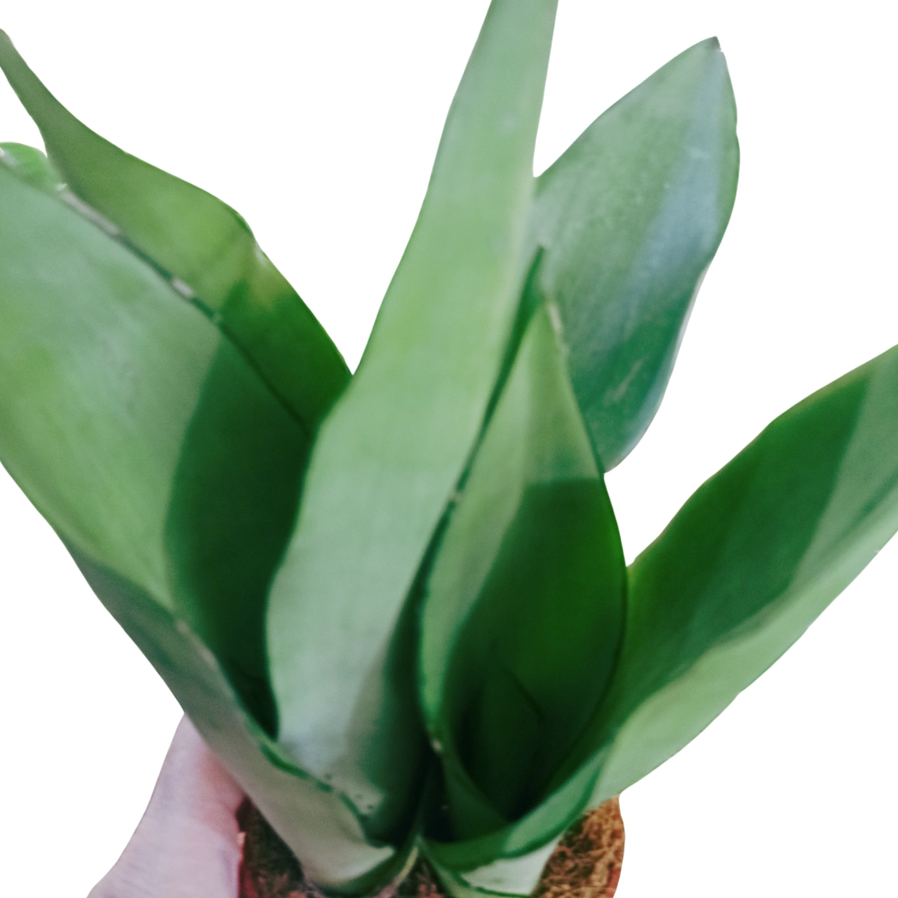 Aglaonema Peach Pearl C1,2