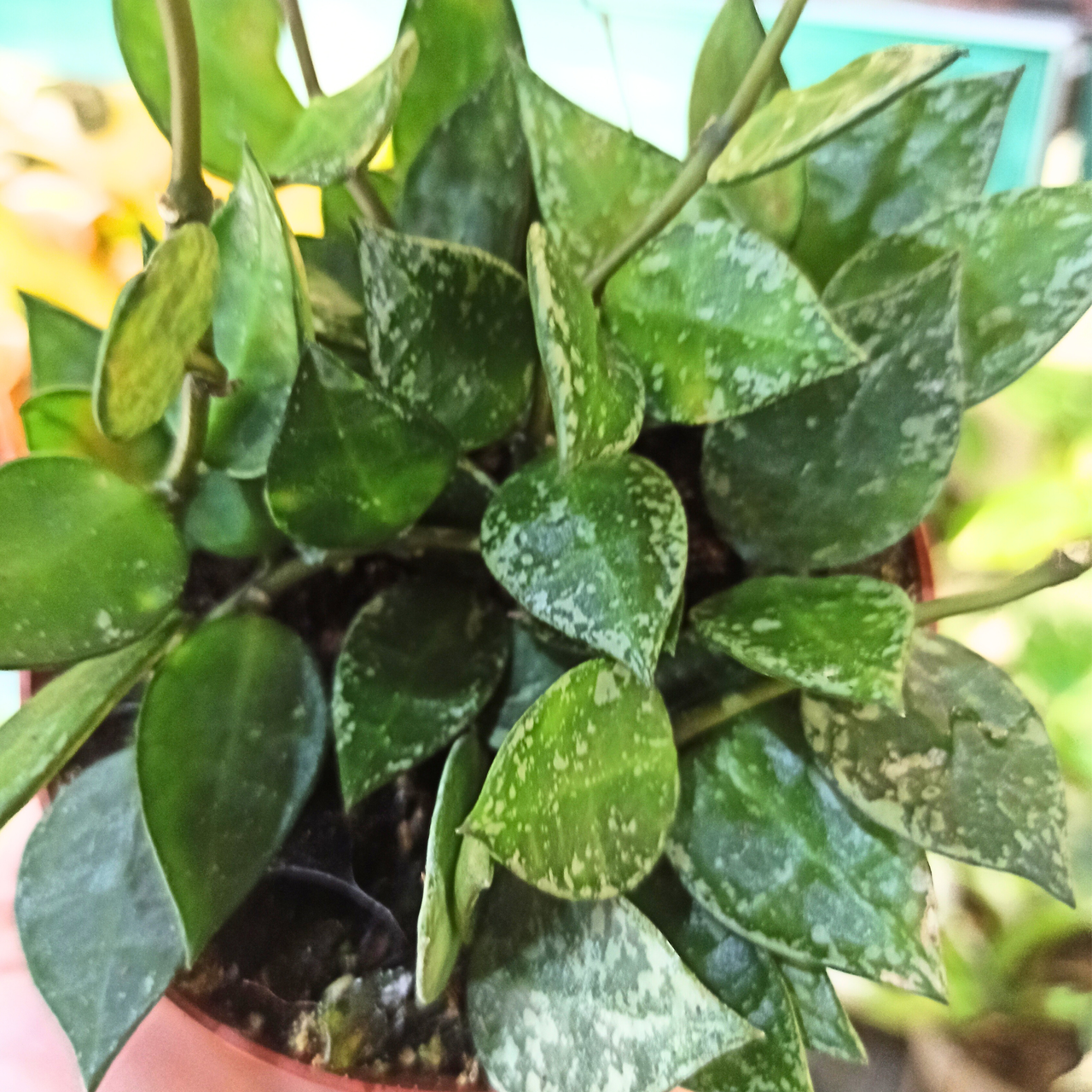 Hoya krohniana Splash C0,9