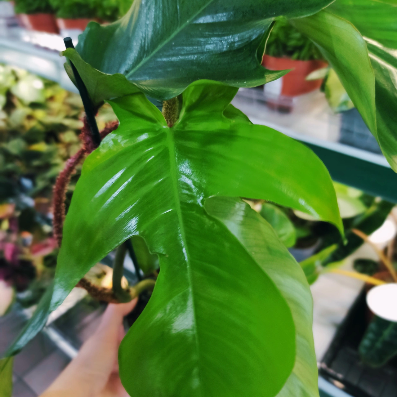 Philodendron squamiferum C1,2