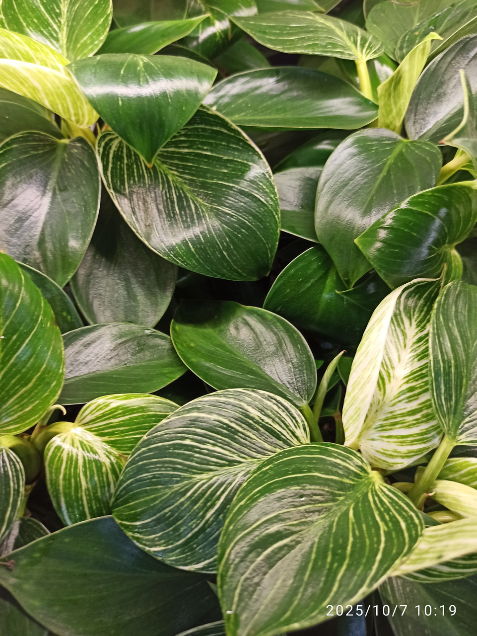 Filodendron Birkin Philodendron White Measure C1,2