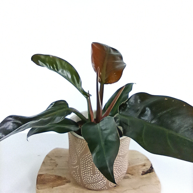 Philodendron Imperial Red C1,4