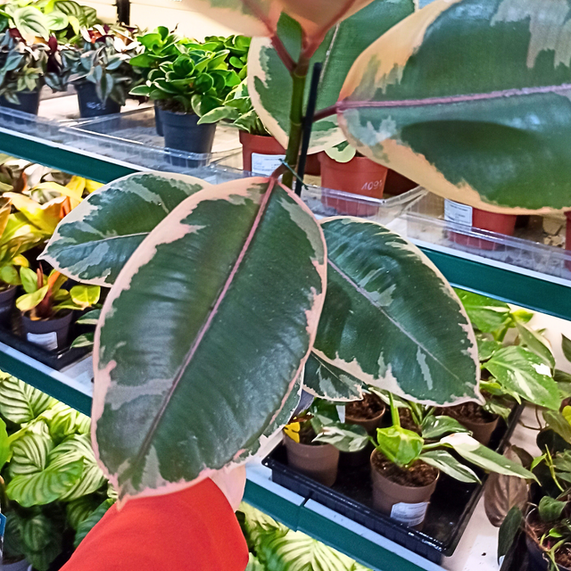 Figowiec sprężysty Belize Ficus Elastica C1,2