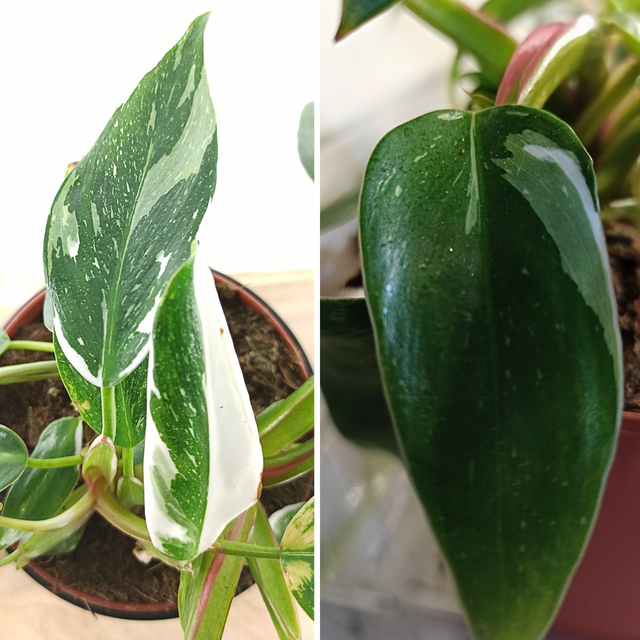 Aglaonema Peach Pearl C1,2