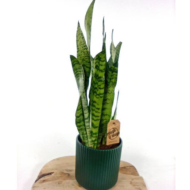 Sansewieria zeylanica Sansevieria C1,2