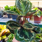 Kalatea Medalion Calathea C1,2