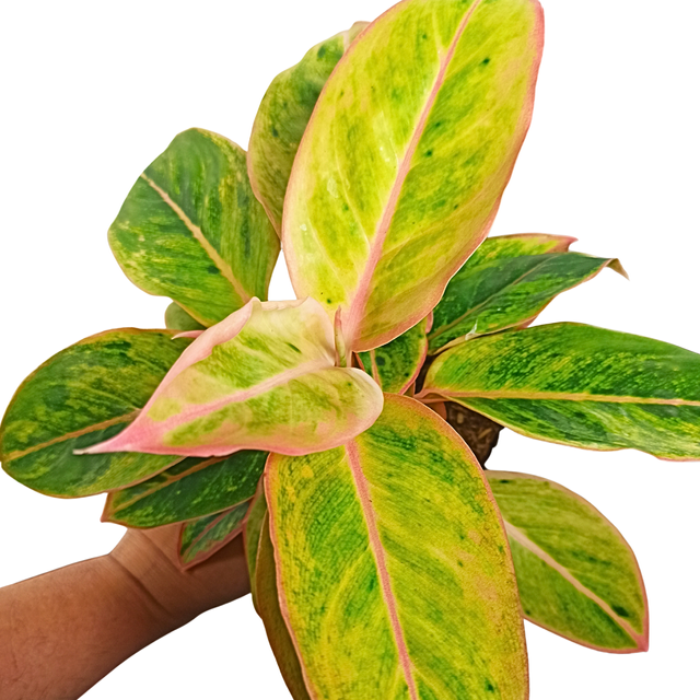 Aglaonema Salomon Fantasy C1,2