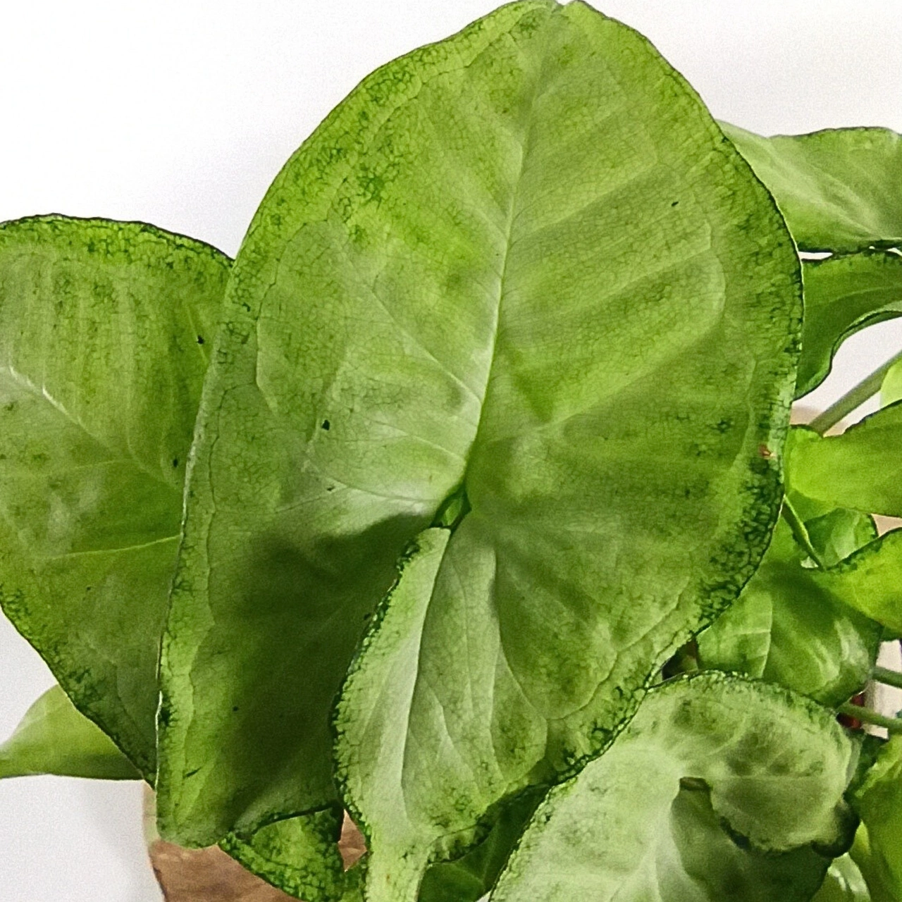 Syngonium White Butterfly C1,2