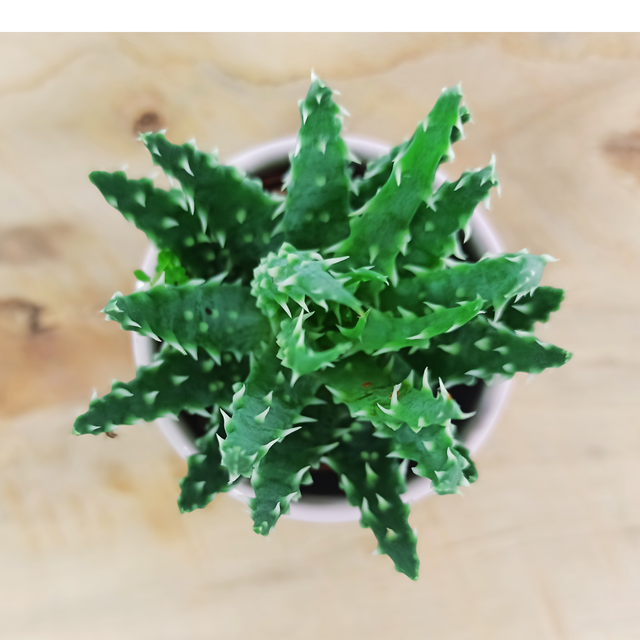 Low Aloe (Aloe humilis) C0,6