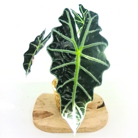 Alokazja amazońska Alocasia Amazonica C1,2