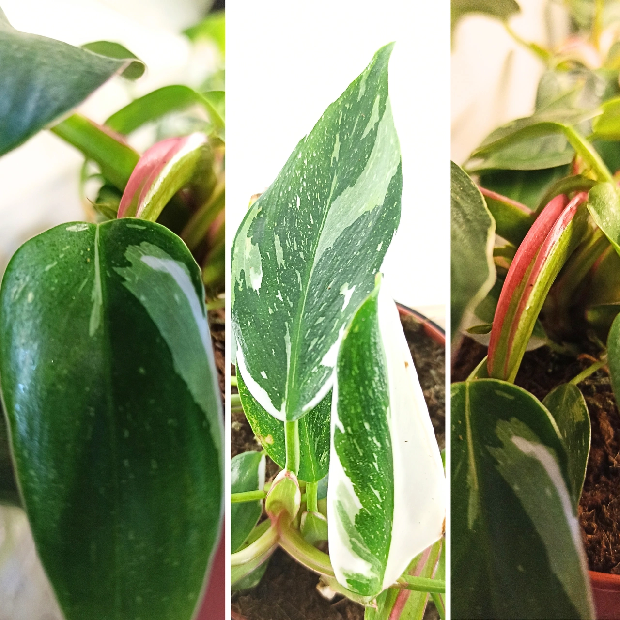 Aglaonema Peach Pearl C1,2