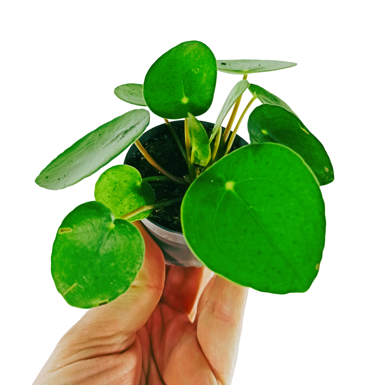 Pilea peperomioides C0,6