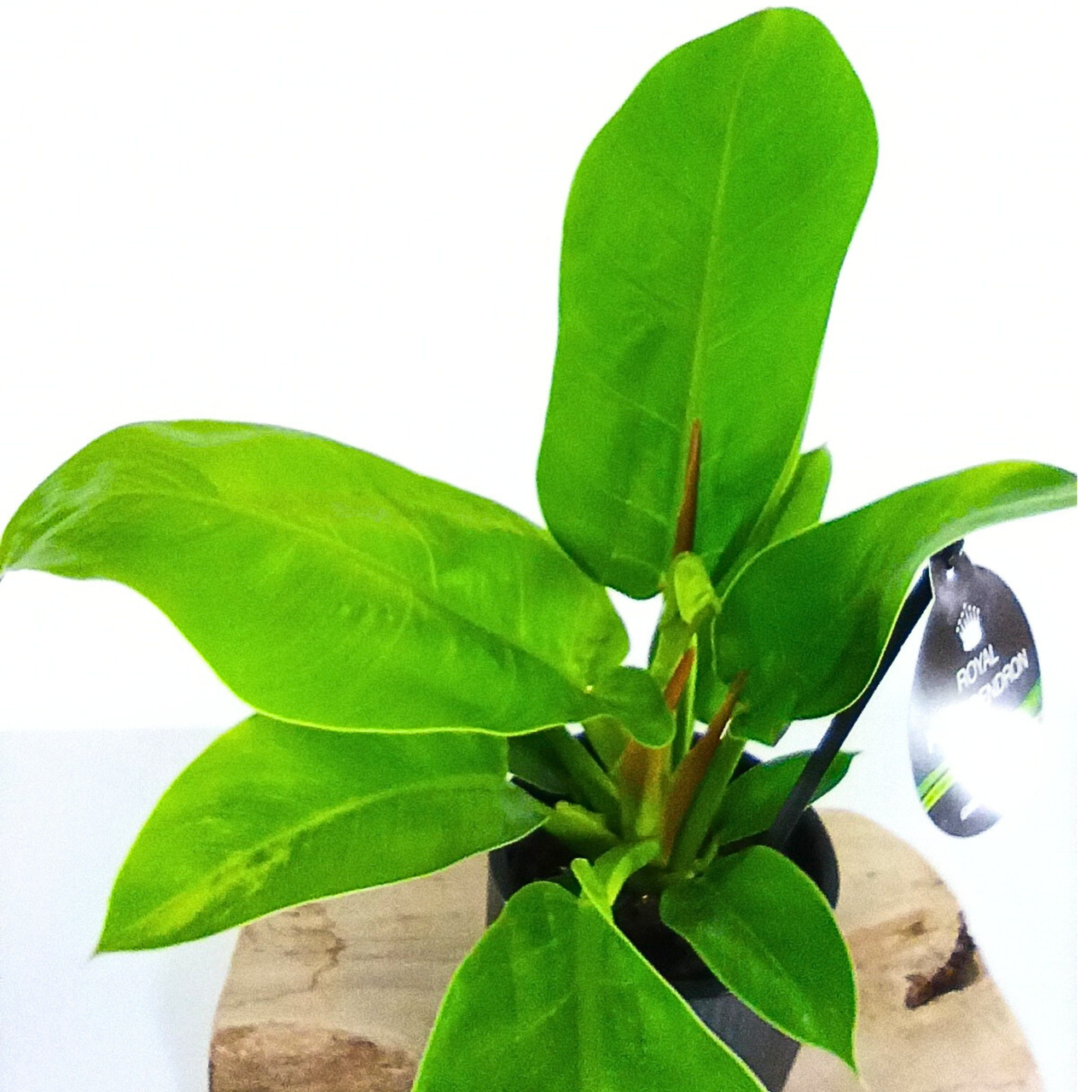 Philodendron Moonlight C1,2