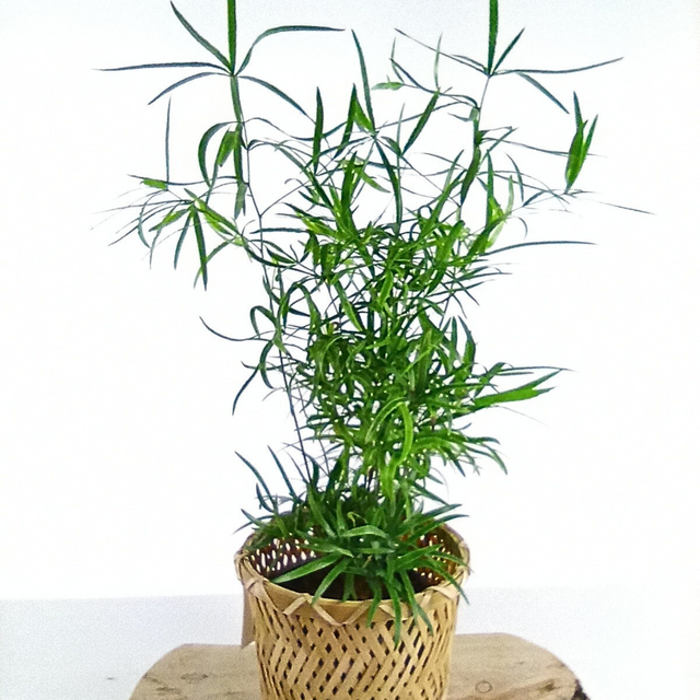 Asparagus Falcatus C1,2