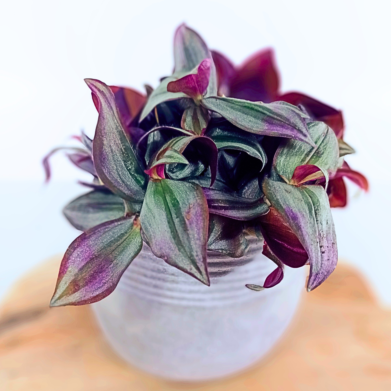 Trzykrotka Zebrina Tradescantia C1,2