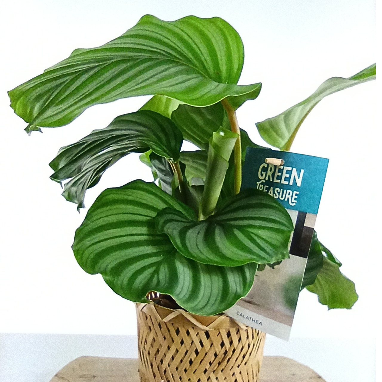 Calathea orbifolia C1,2