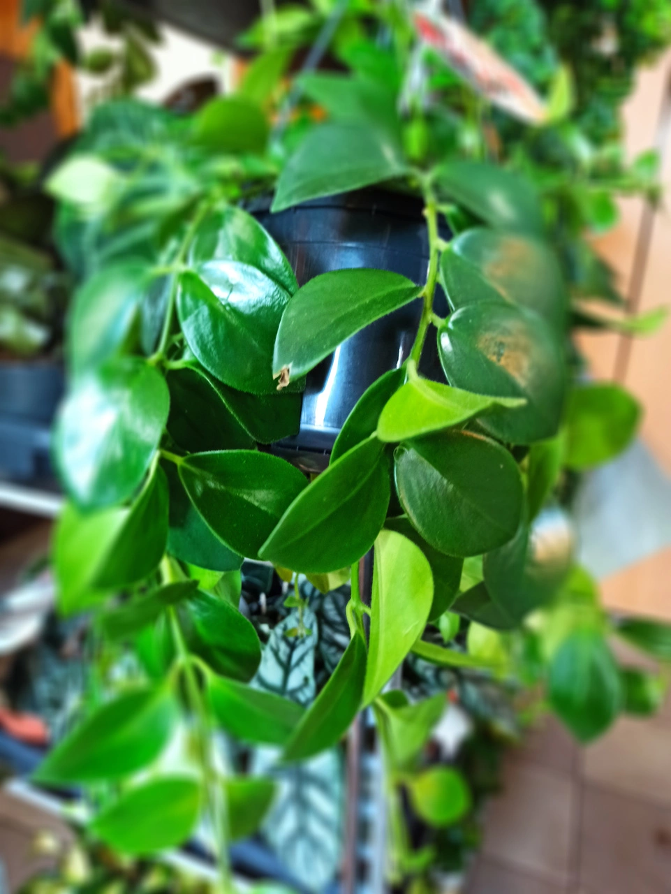 Aeschynanthus Mona Lisa C1,2