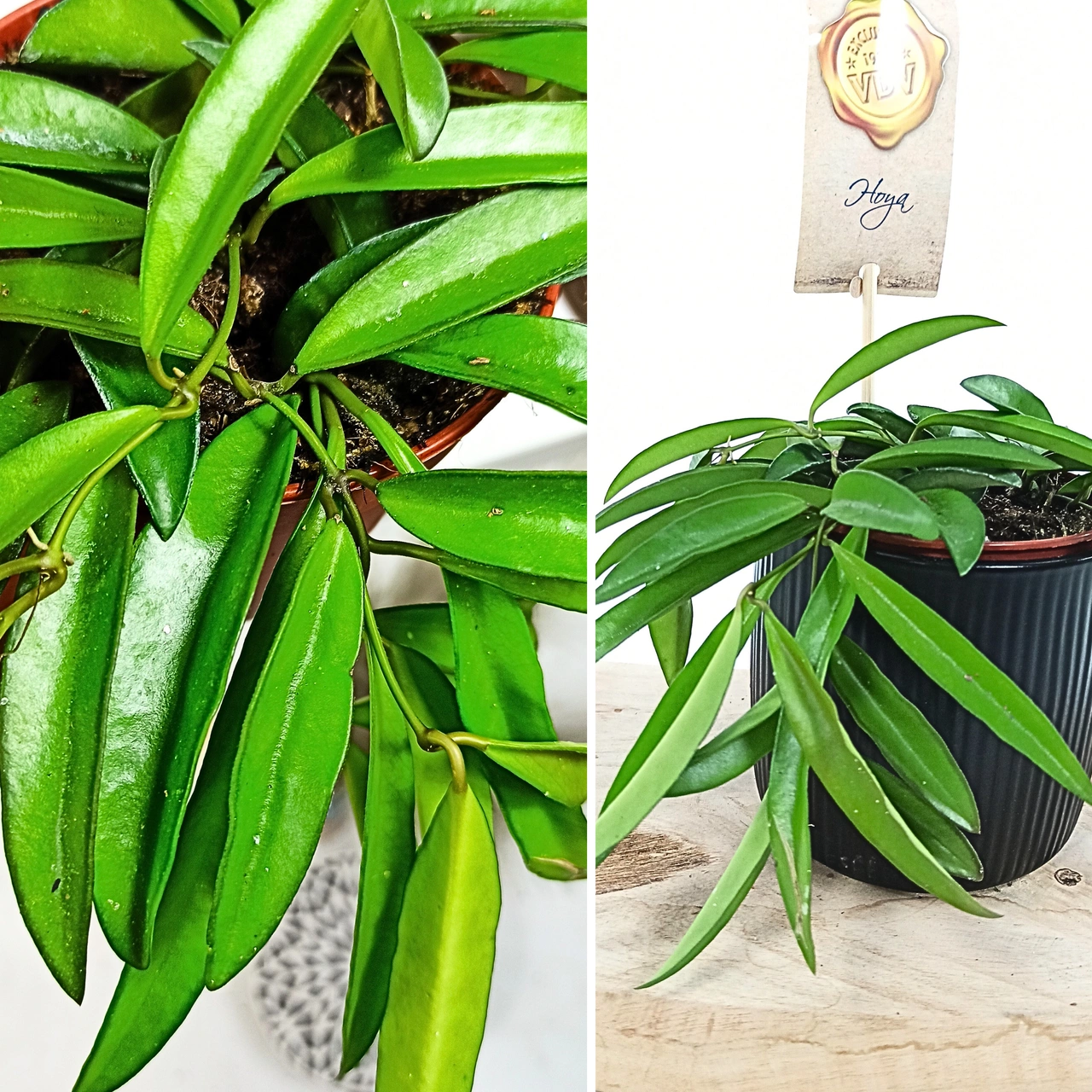 Aglaonema Peach Pearl C1,2