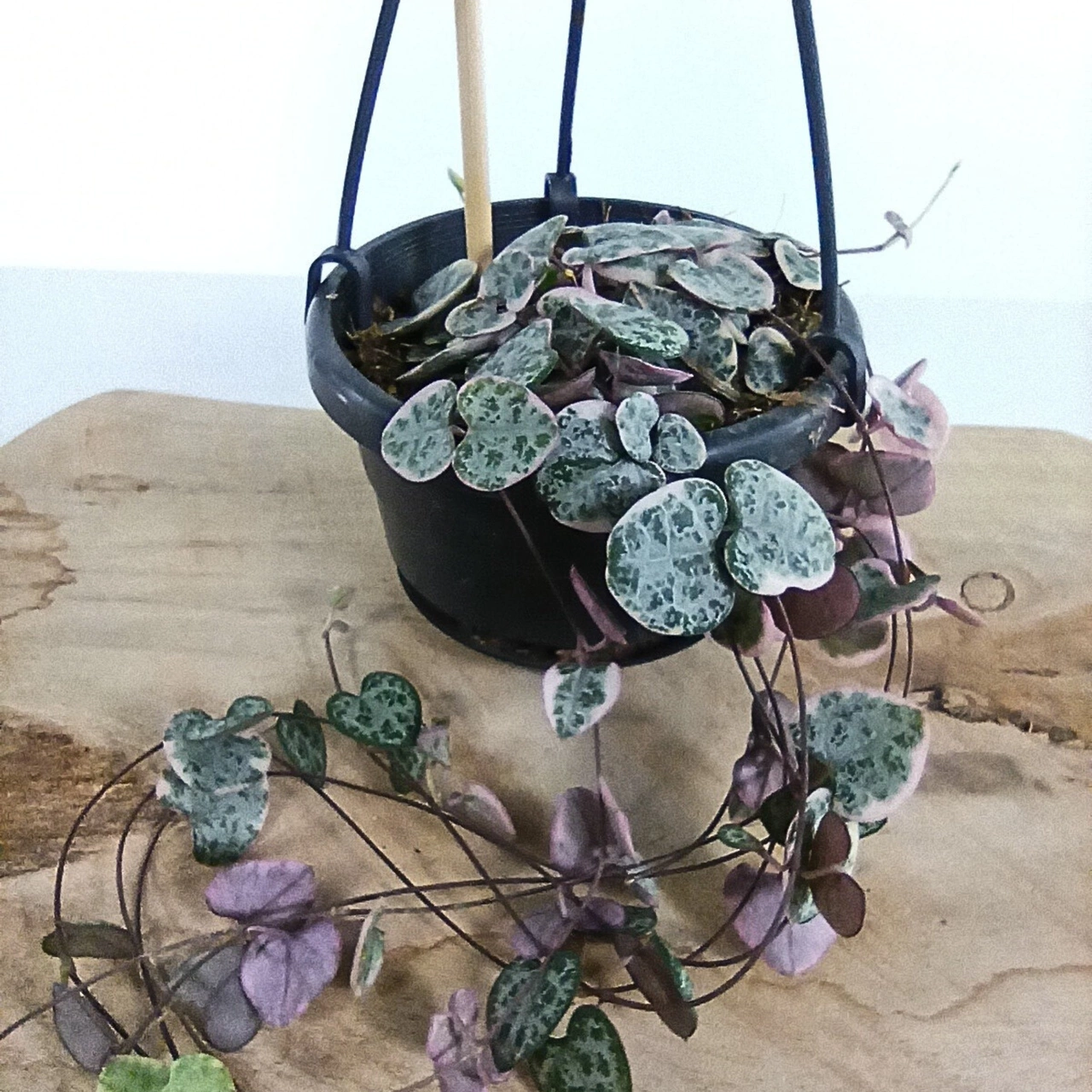 Ceropegia woodii variegata C1,0