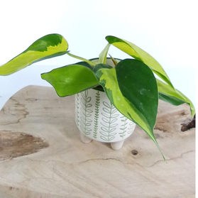 Filodendron Brasil Philodendron C0,6