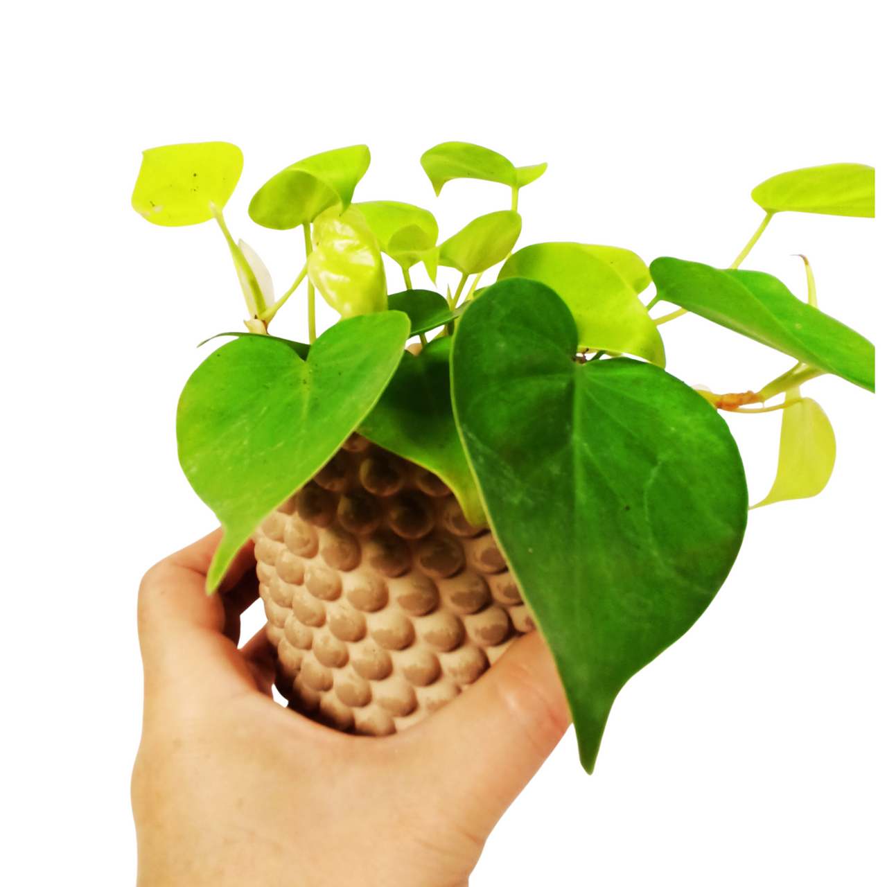 Philodendron Neon C0,9