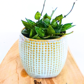 Hoya krohniana Splash C0,9