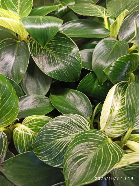 Philodendron Birkin White Measure C1,2