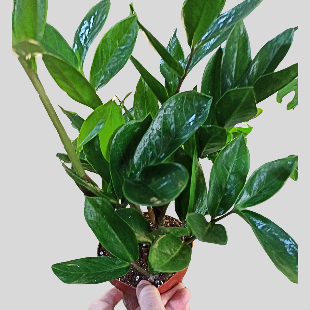Zamioculcas zamiifolia C1,2