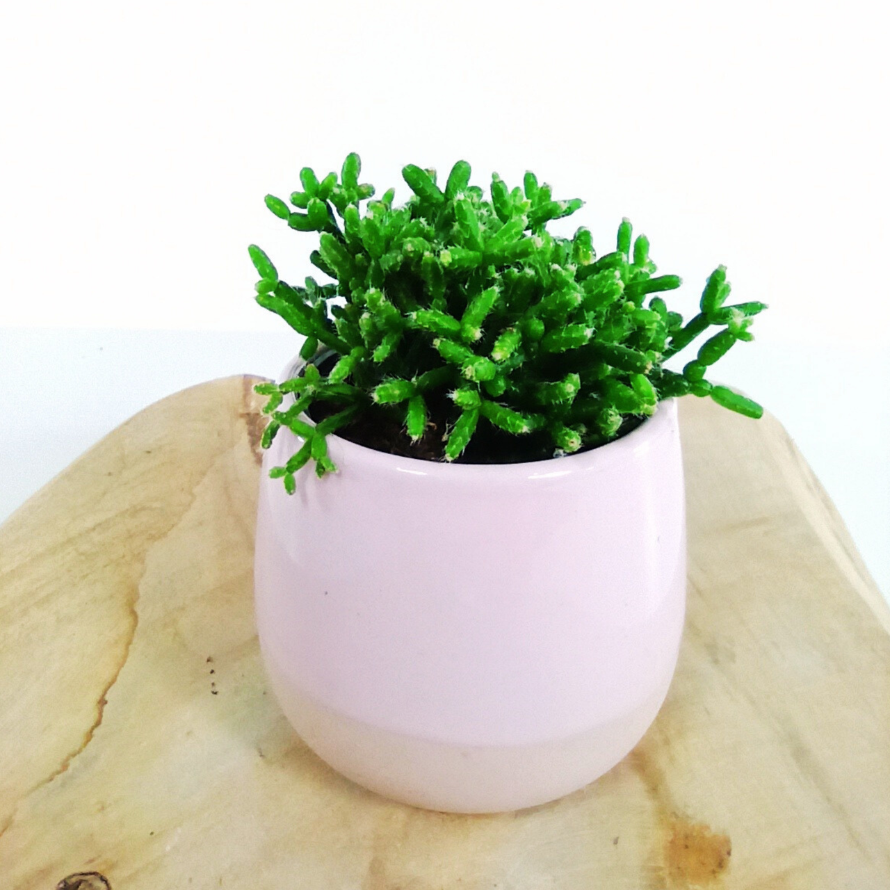 Aglaonema Peach Pearl C1,2