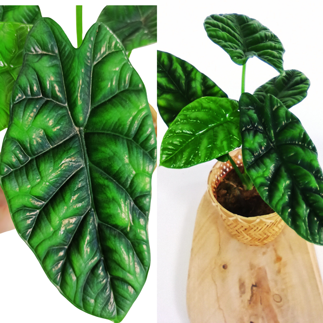 Alocasia Sinuata V1,2