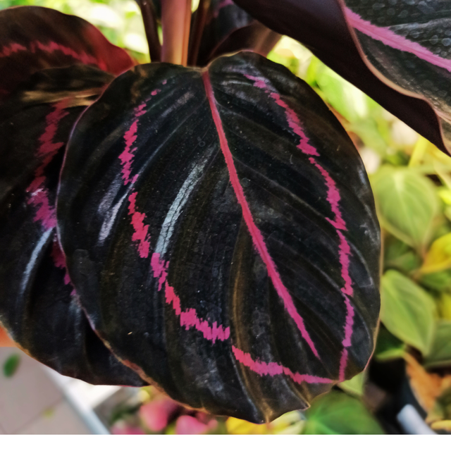 Kalatea Roseopicta Dottie Calathea C1,2