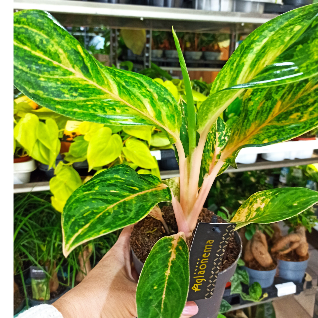 Aglaonema Peach Pearl C1,2