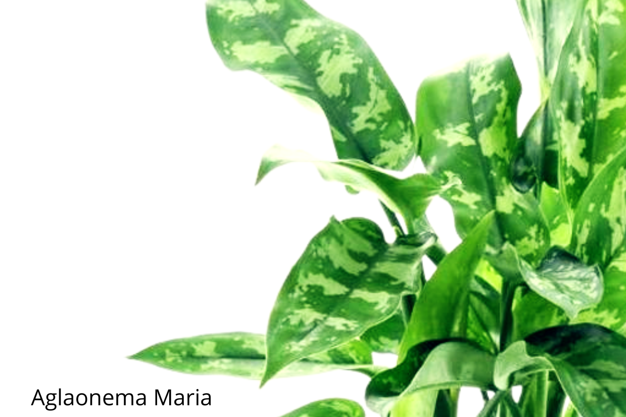 Aglaonema Maria C1,4