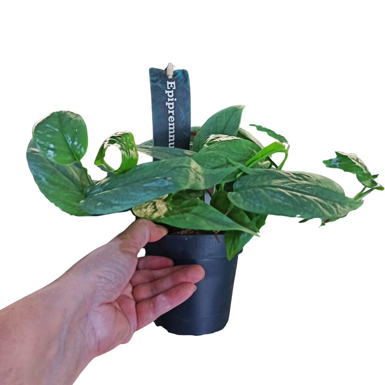 Epipremnum Cebu Blue C1,2