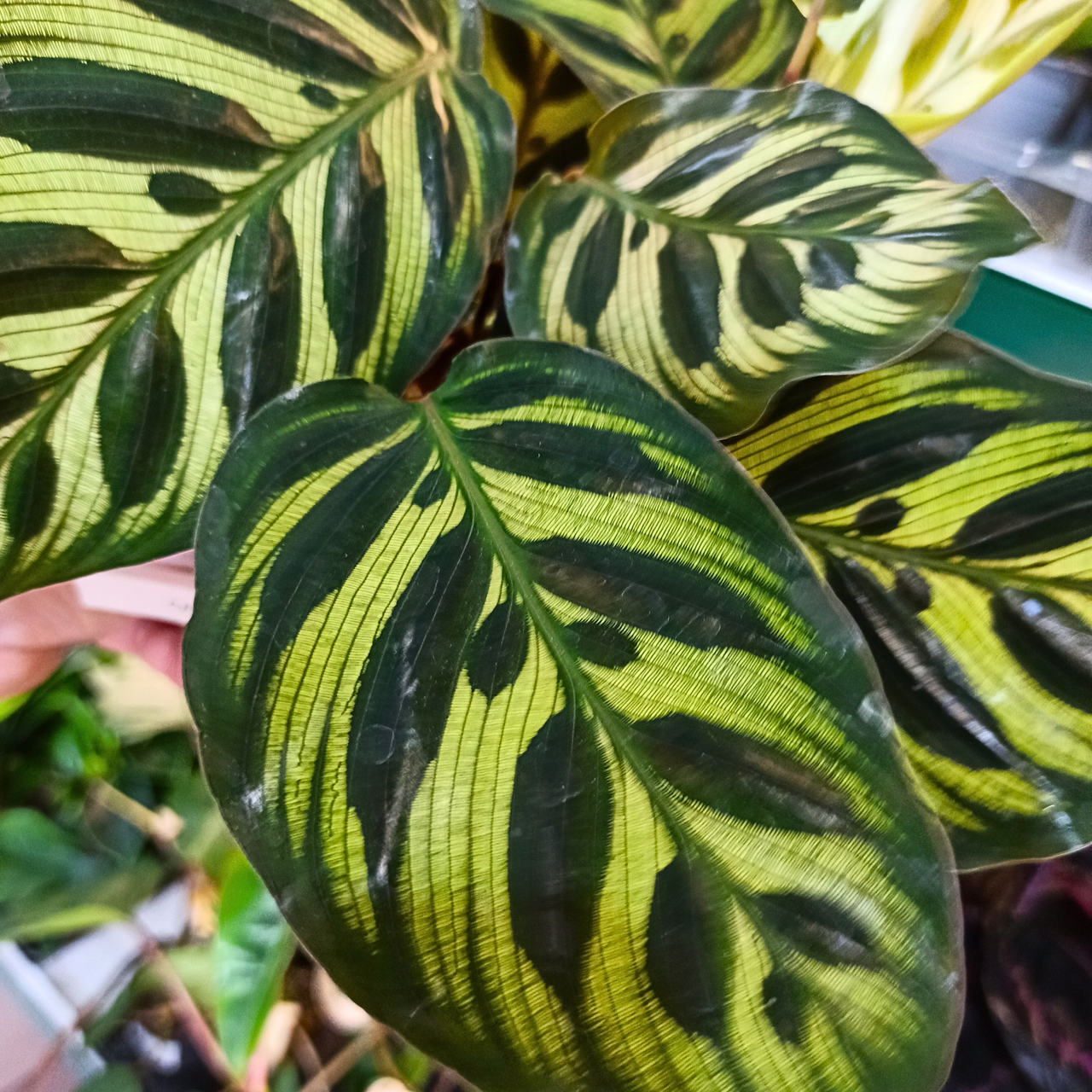 Calathea Makoyana C1,2