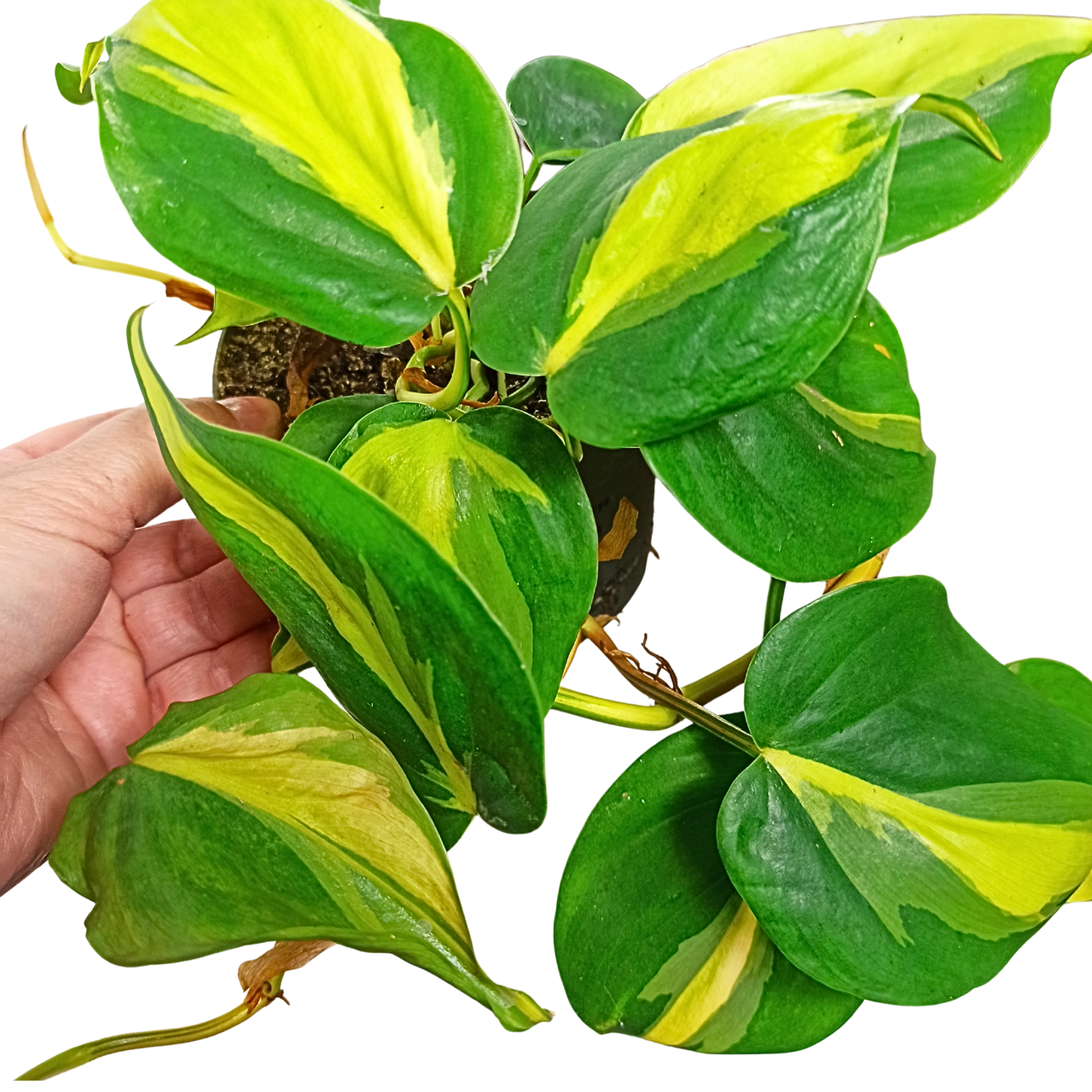 Filodendron Brasil Philodendron C1,2