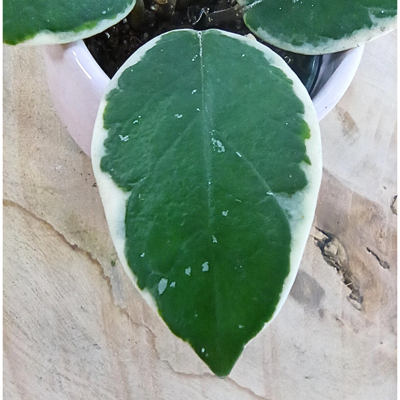 Hoya Flamingo Dream C0,6