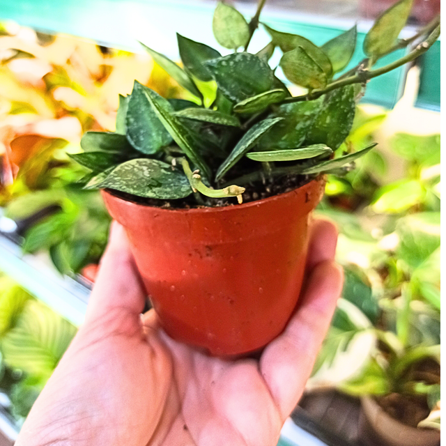 Hoya krohniana Splash C0,9