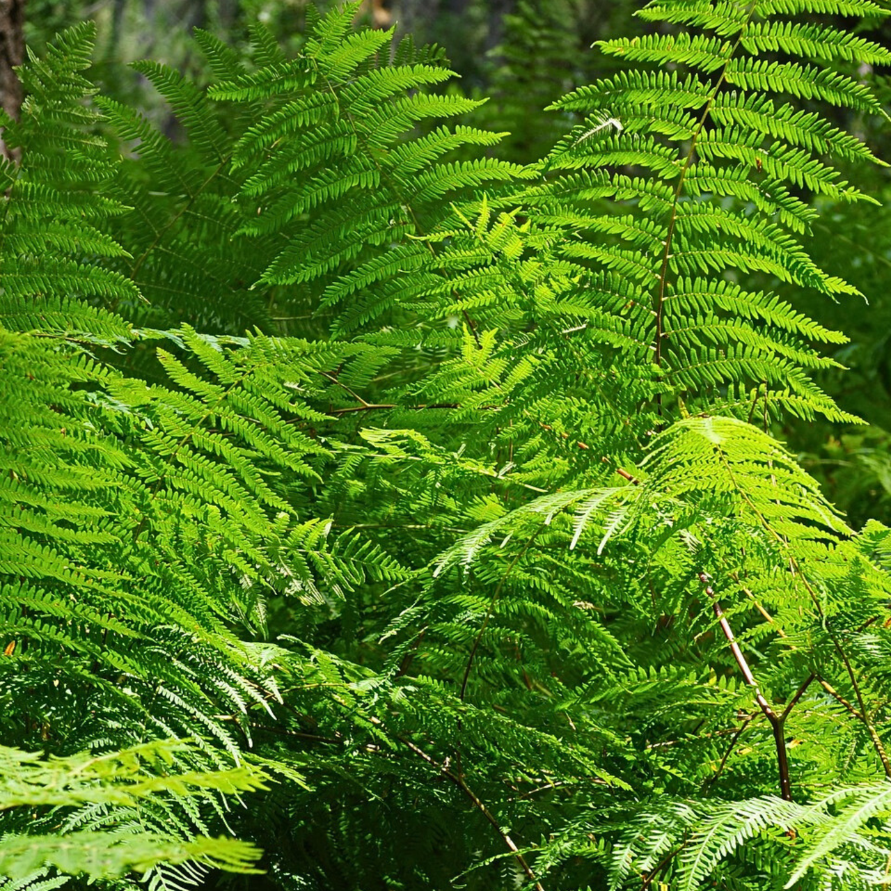 Nephrolepis exaltata Green Lady C1,2