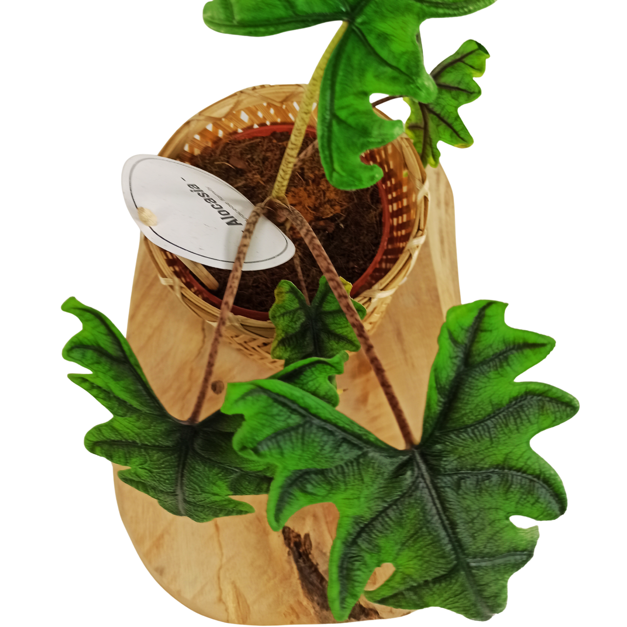 Alokazja Jacklyn Alocasia C1,2