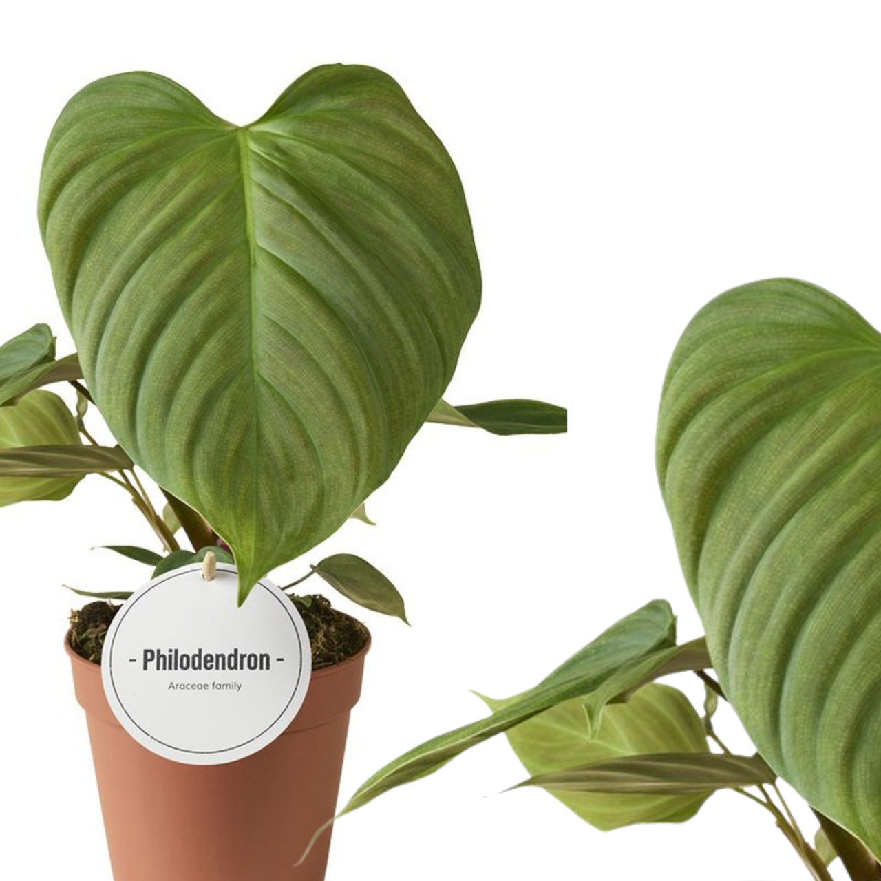 Filodendron Fuzzy Petiole Philodendron C1,2