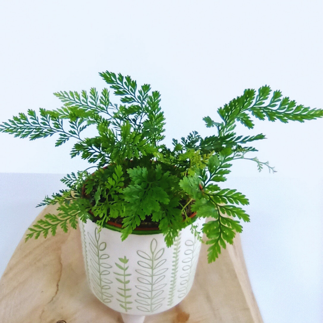 Aglaonema Peach Pearl C1,2