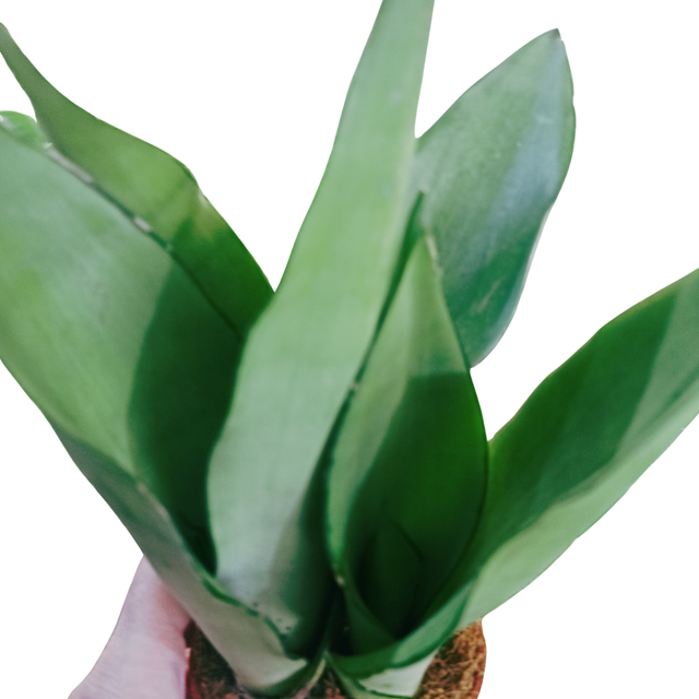 Aglaonema Peach Pearl C1,2